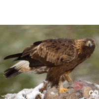 گونه عقاب طلایی Golden Eagle